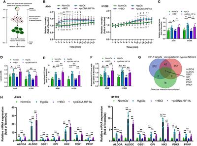 Hyperbaric Oxygen Therapy Represses the Warburg Effect and Epithelial–Mesenchymal Transition in Hypoxic NSCLC Cells via the HIF-1α/PFKP Axis